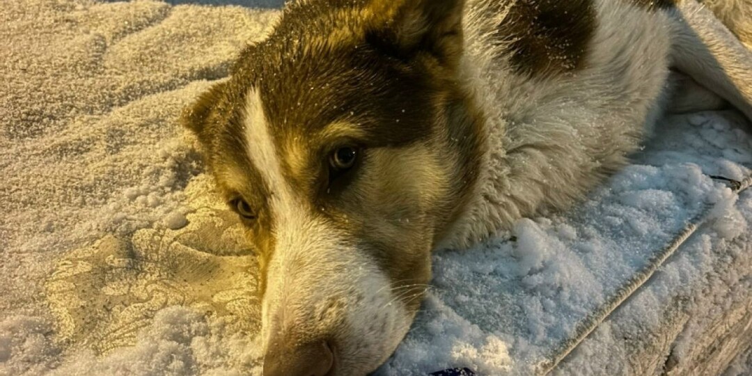 Брошенного на мусорке воронежского пса забрала семья из Петербурга