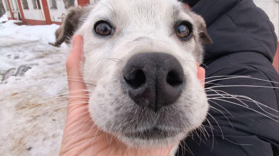 Скоропомощные щенки и вероятность встретить доброго человека
