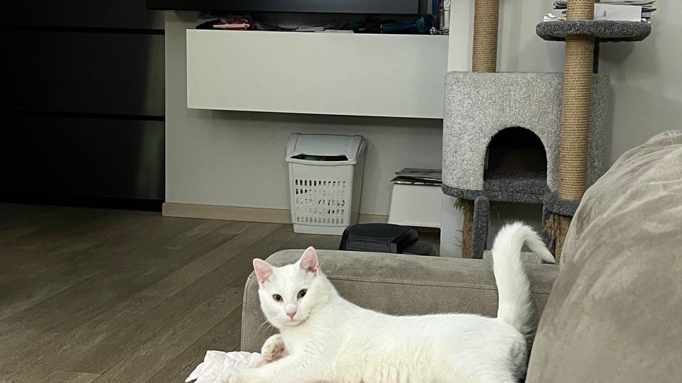 🐾Выходные приветы от котиков из дома🏡