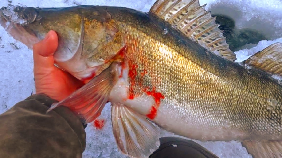 Судак на тюльку