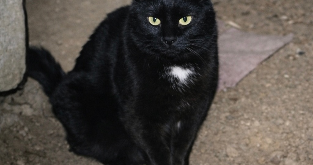 🆘СРОЧНО! Кошечке Марусе срочно нужен дом🆘🏡