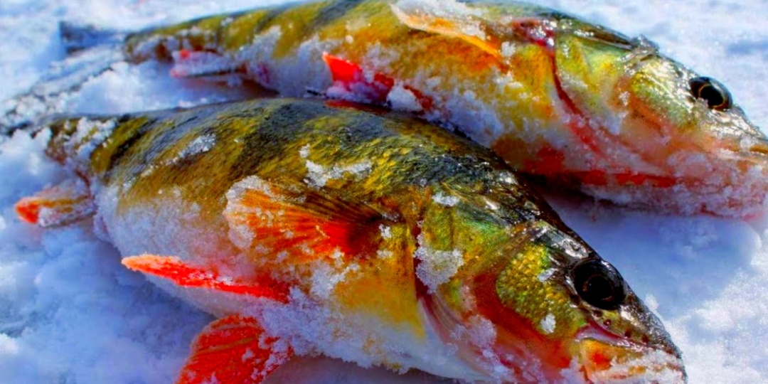 Как ловить на балду зимой: забытая снасть, которая берет окуня и ерша там, где мормышка молчит