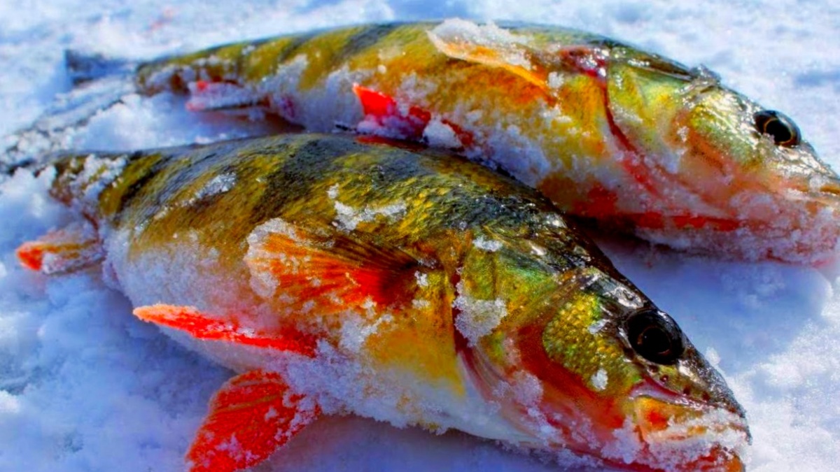 Окуни, пойманные на балду