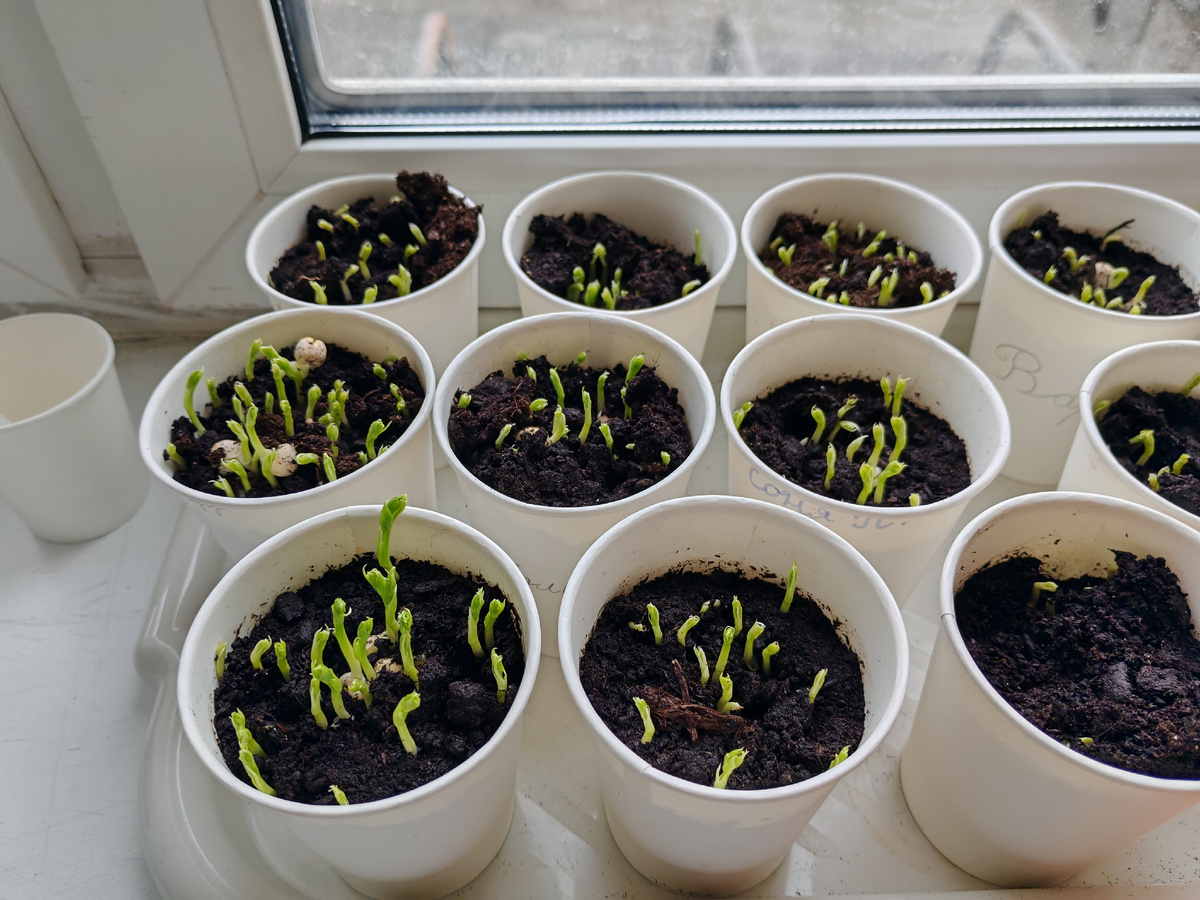 Послезавтра понесут домой.