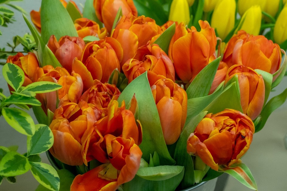    Стало известно, сколько букет стоить букет тюльпанов к 8 марта. Олег ЗОЛОТО