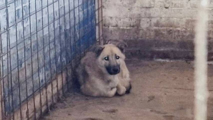    ВК Защита животных Каменск-Уральский