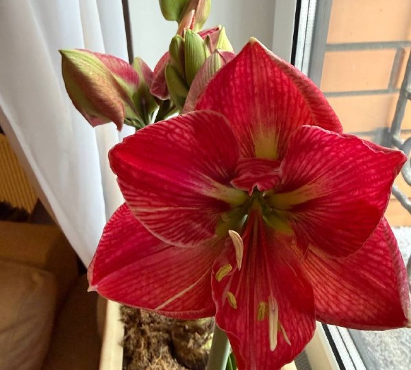 Амариллисы или Гиппеаструмы?