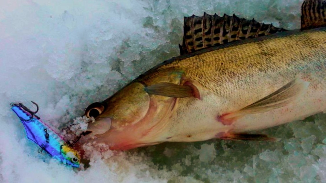 Судак позарился на виб