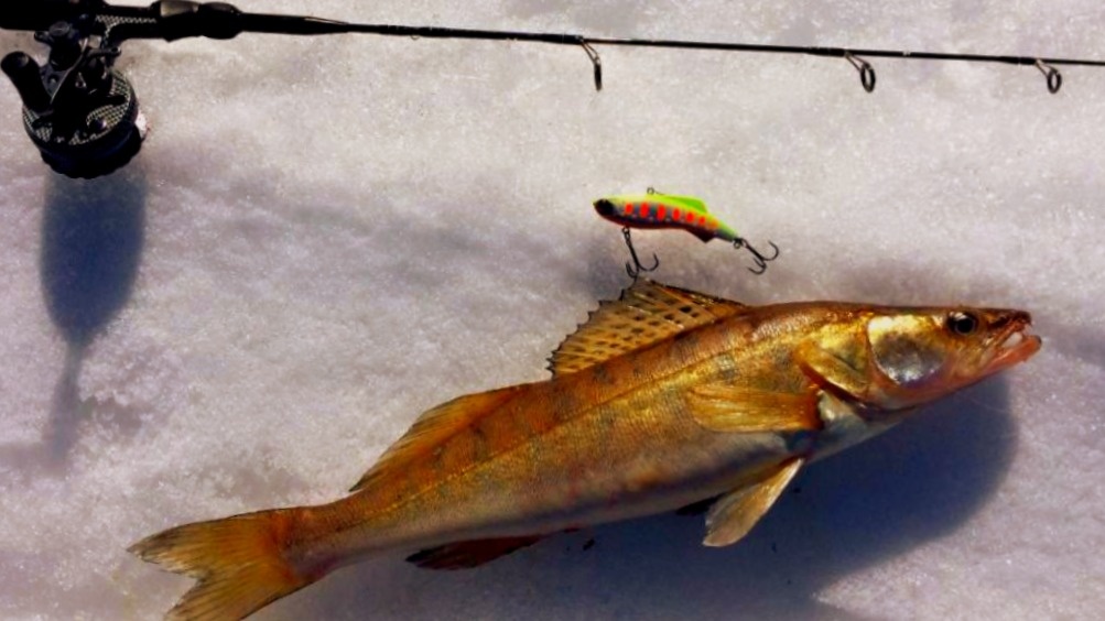 Судак обожает вибы