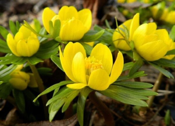 Эрантисы. ncsemena.ru