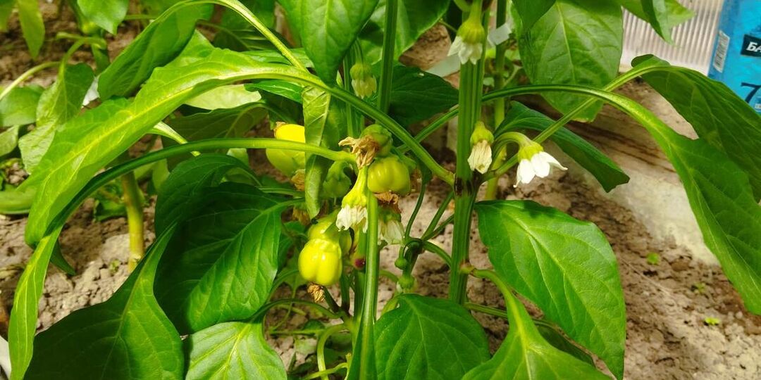 Вы будете сажать вместе сладкий и острый перец?