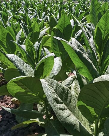 Пока такое лишь в мечтах…