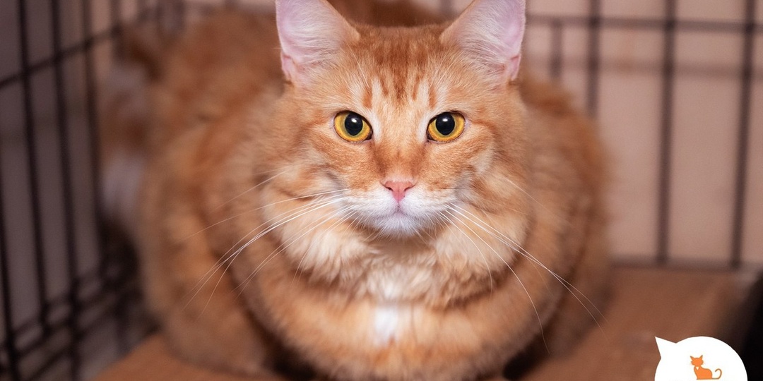 Рыжие котики и кошечки— это невероятное чудо природы