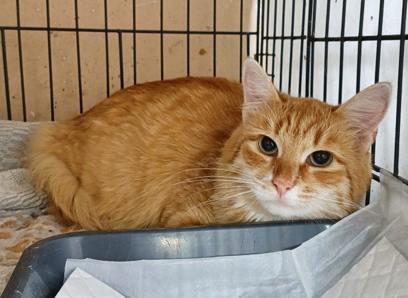 Котик Флисик, 3 года, отдали по семейным обстоятельствам.