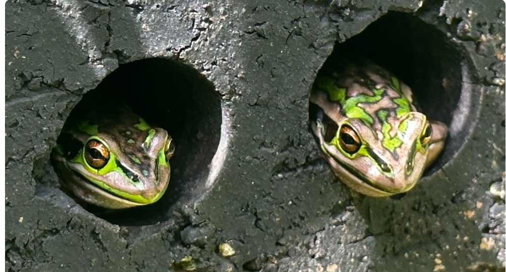 Спа-салон для лягушек: как кирпичи и парник помогают победить смертельный грибок