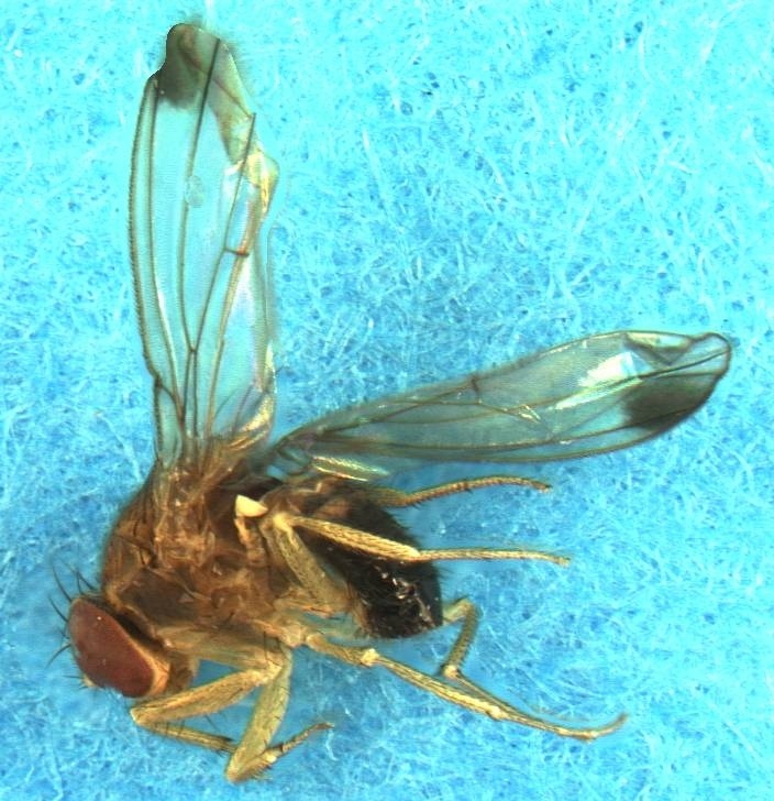     Пятнистокрылая дрозофила   
(gnu) Bonemeal