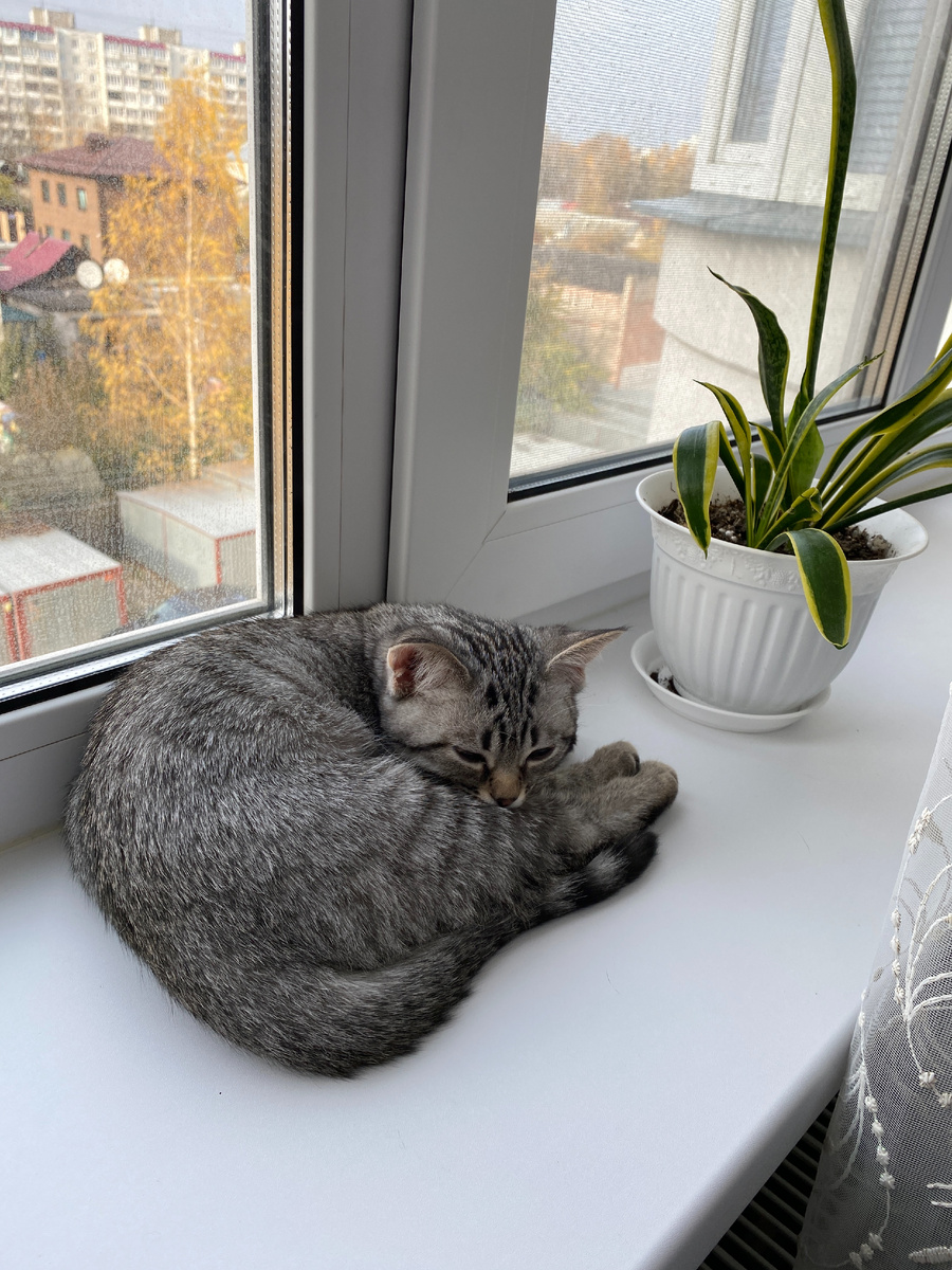 Наша кошка Марта сладко спит 💤