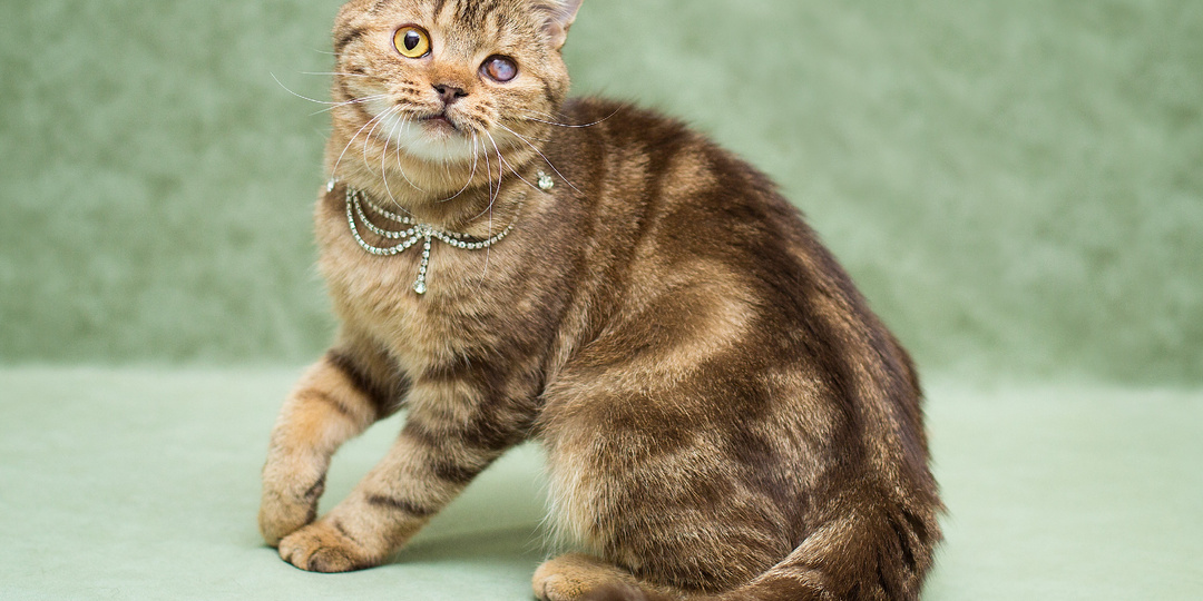 Метис бенгала Кения ищет котородителей!