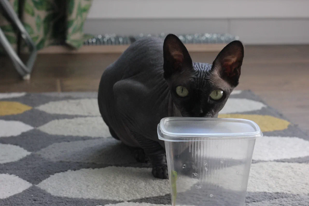 Котя в 2 года была непротив отведать все, в том числе ящерку (и однажды действительно съела хвост, который та отбросила, испугавшись)