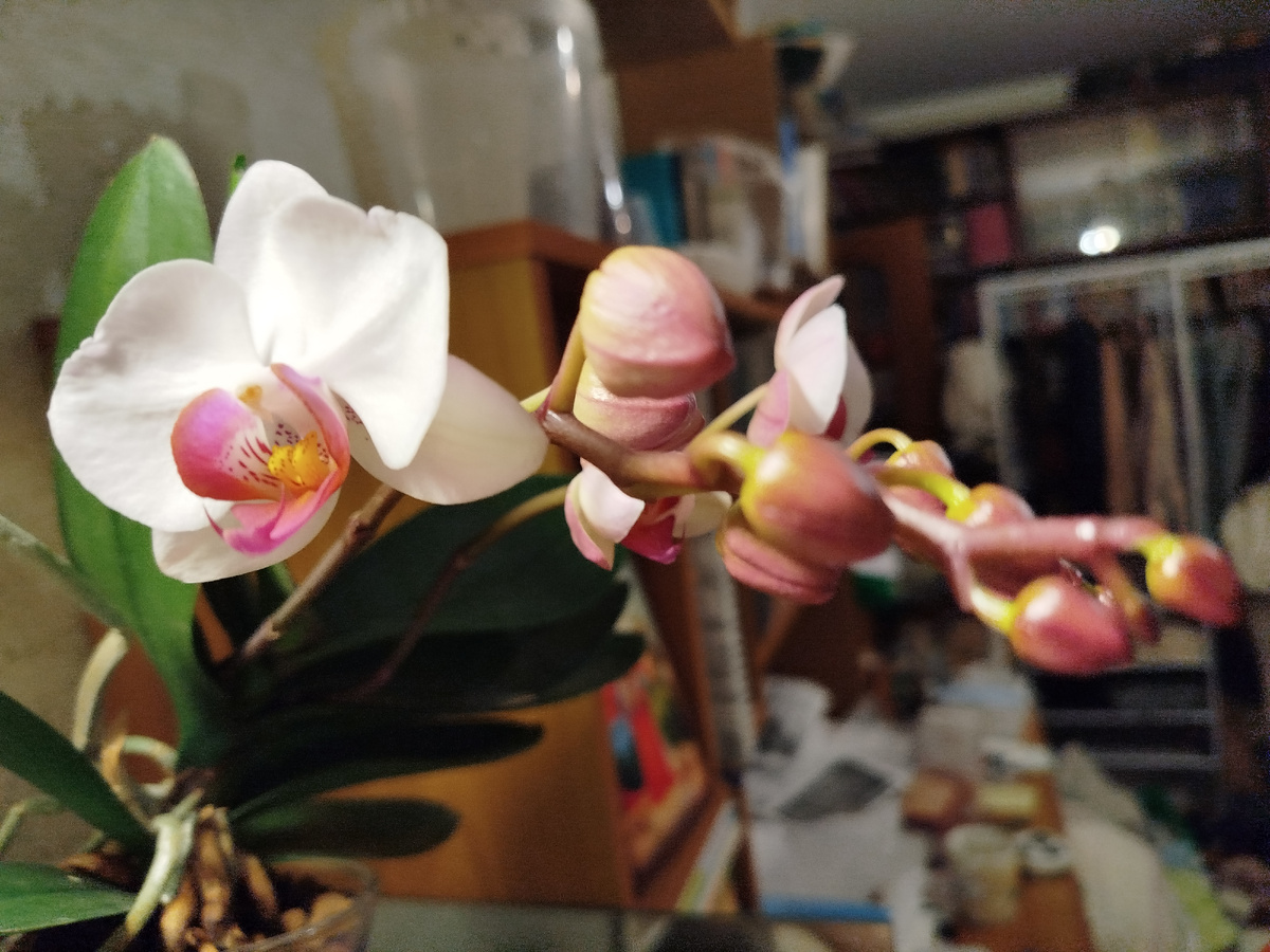 Фото Орхидея фаленопсис Т 6984 бутоны