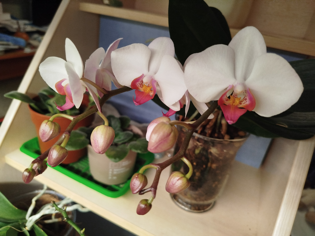 Photo orchid phalenopsis t6984 начало роспуска орхидеи