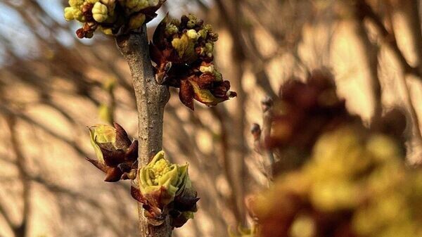    © РИА Новости Крым