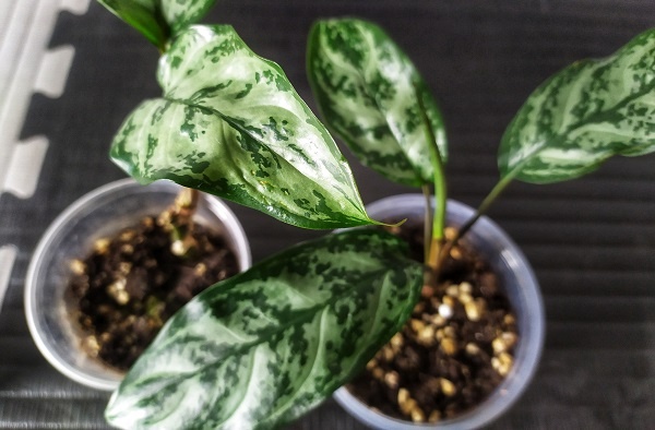 я очень люблю свою аглаонему