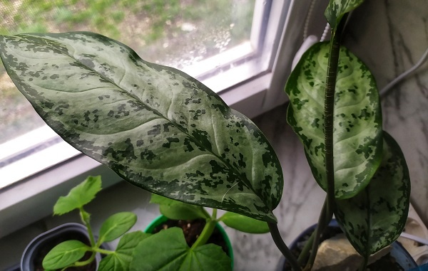 моя красавица живет по-старинке, на подоконнике 