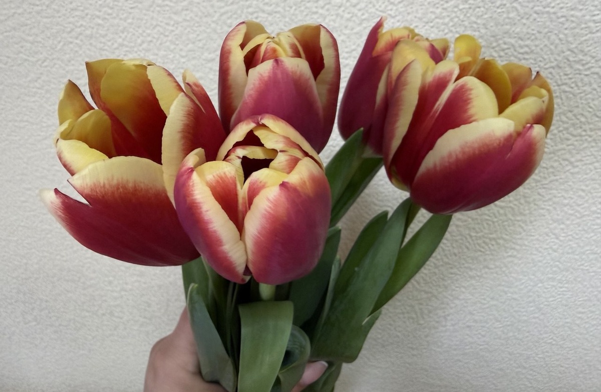 Букет тюльпанов