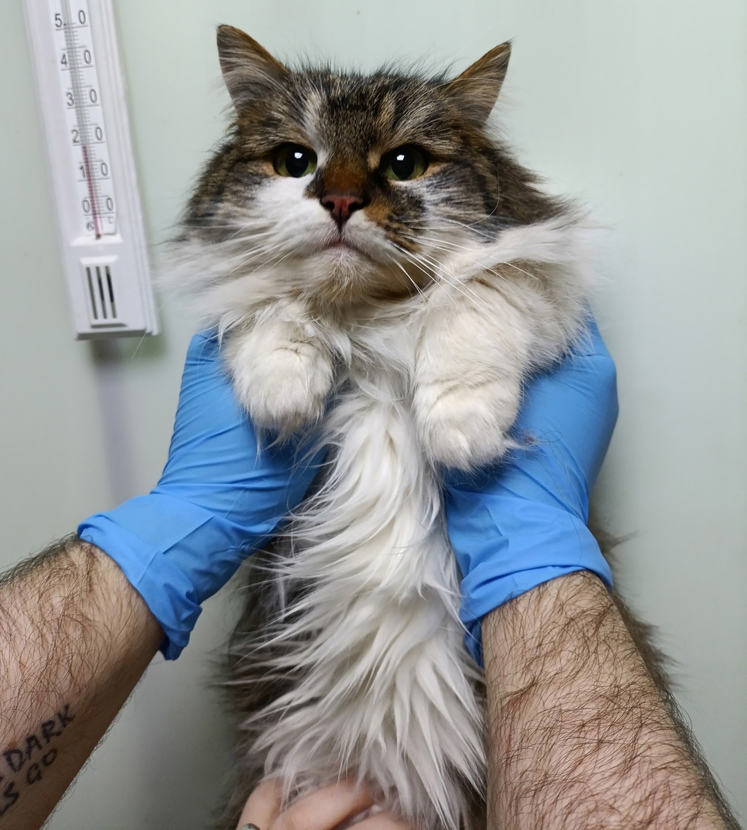 Лилле – постоялица приюта.