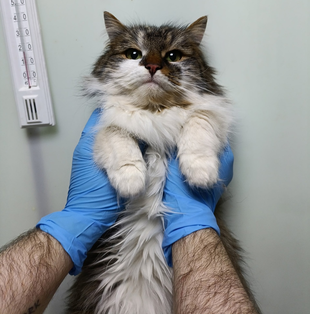 Лилле на руках у сотрудника приюта.