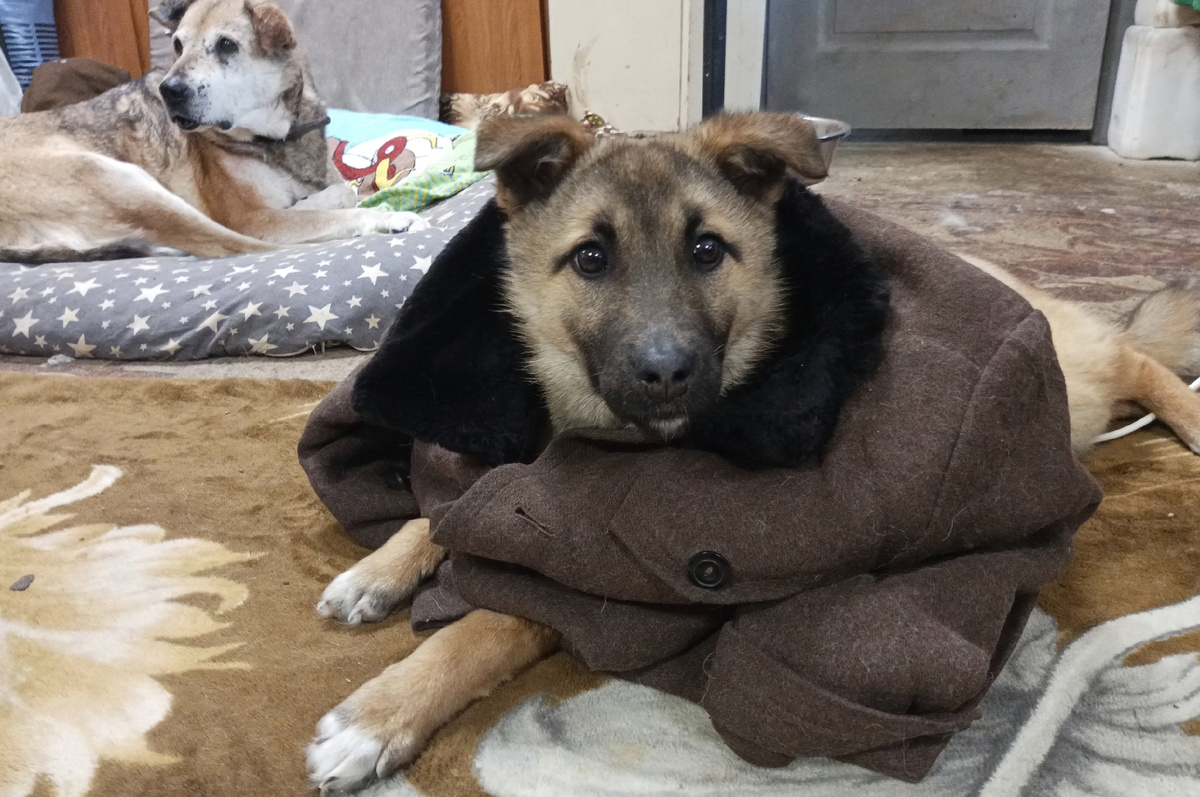 Каждый шажочкк приближал к победе . Голову держит 