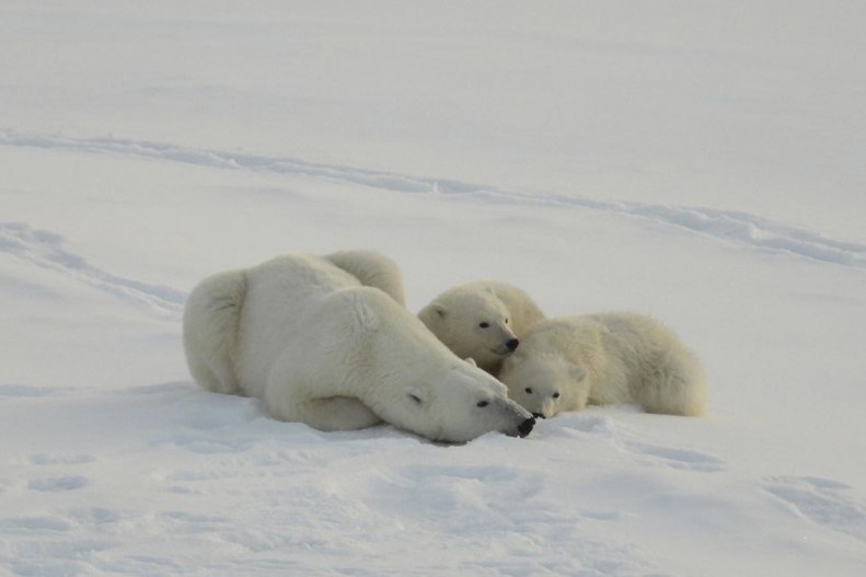 Фото предоставлено заповедником "Остров Врангеля" 