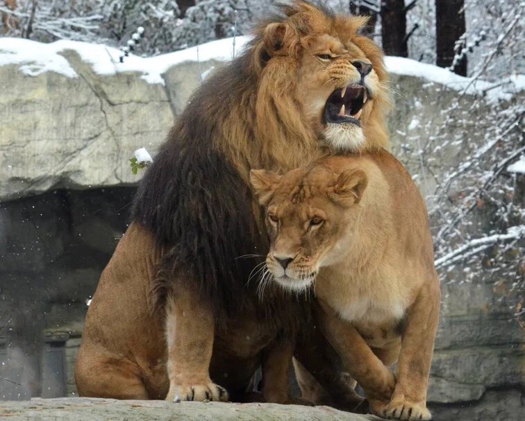    Фото: МК/ МК в Новосибирске