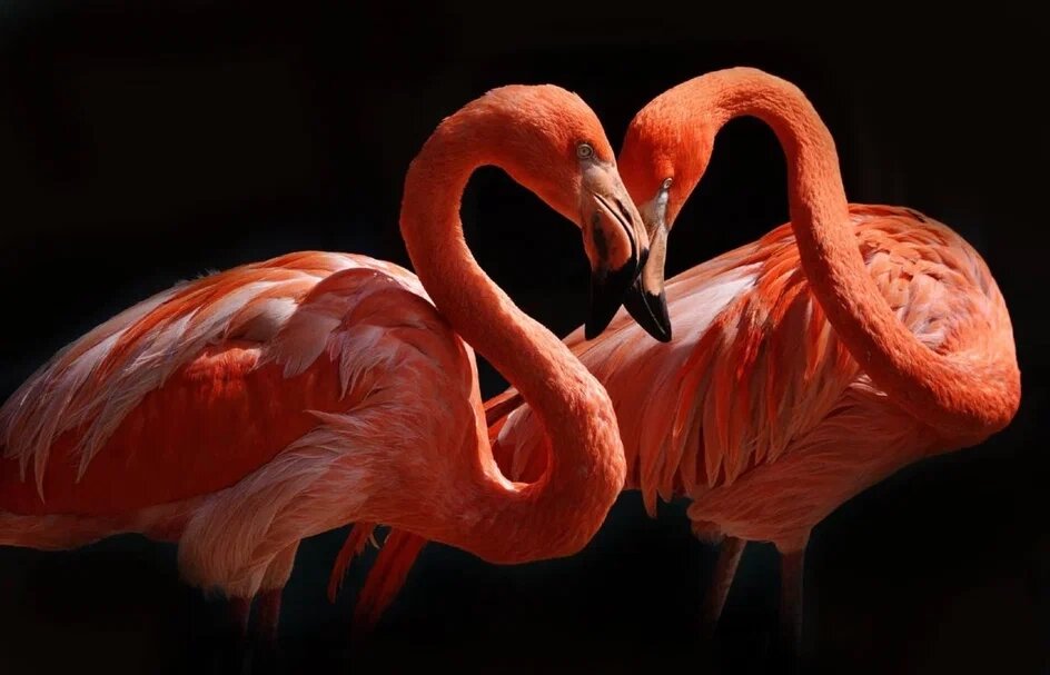    Фото: МК/ МК в Новосибирске