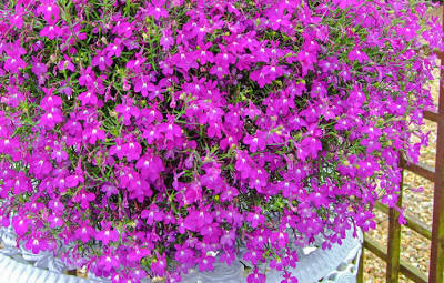 Балконные цветы