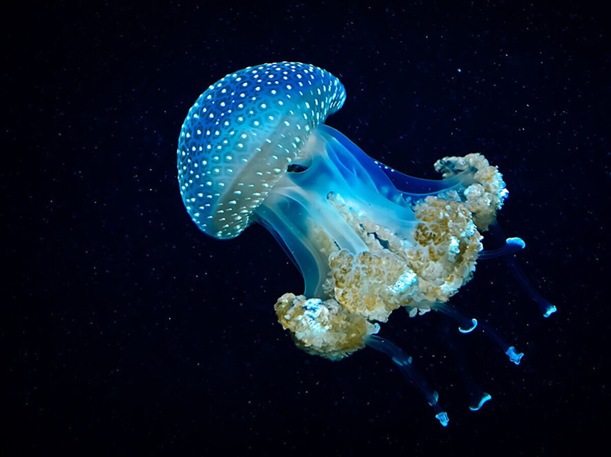    Светящаяся медуза | © Depositphotos.com / grafxart