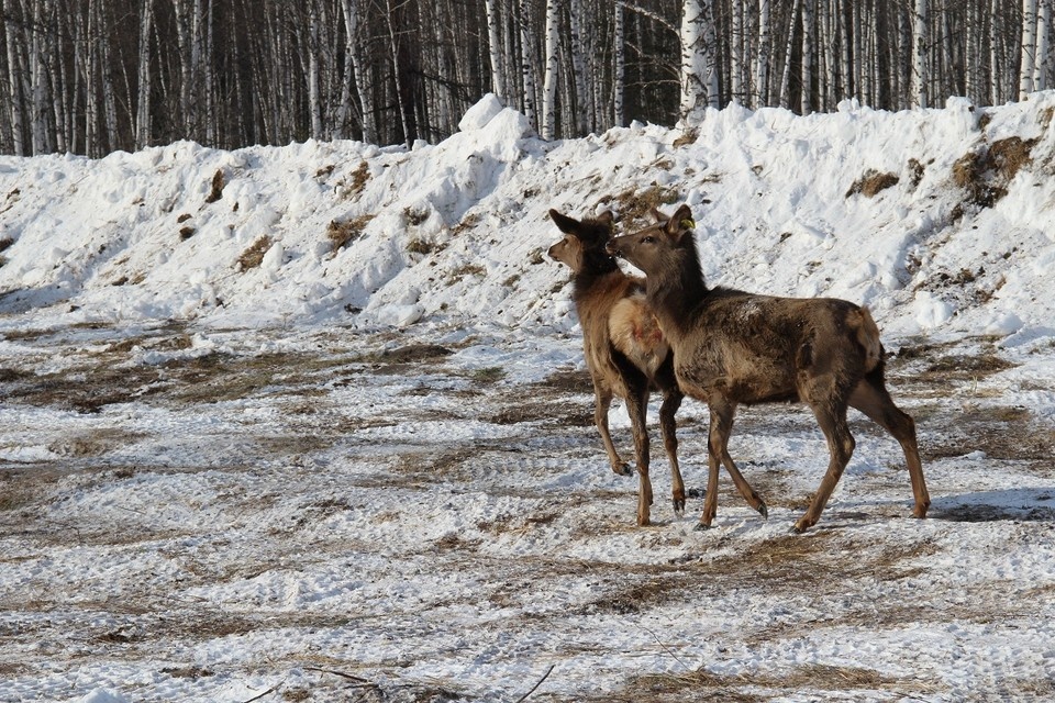    В крае из питомника в тайгу выпустили 36 маралов. Фото: министерство природных ресурсов края