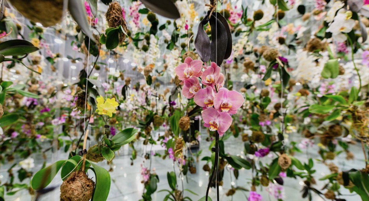 Праздничная программа «Цветы говорят» в арт-пространстве Futurione