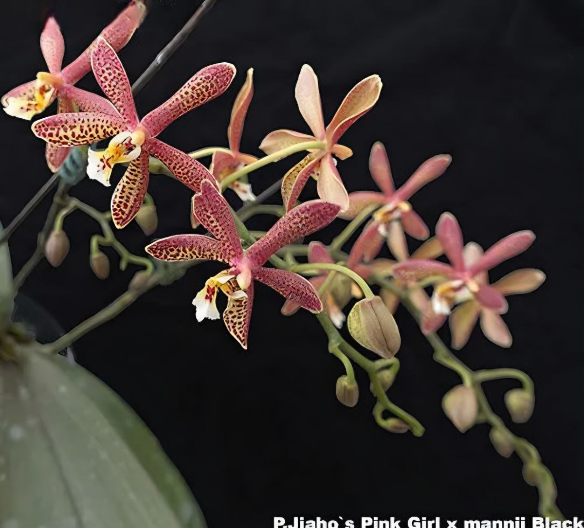 Фото от садовника, которое прилагалось к заказу орхидеи в 2020 году.