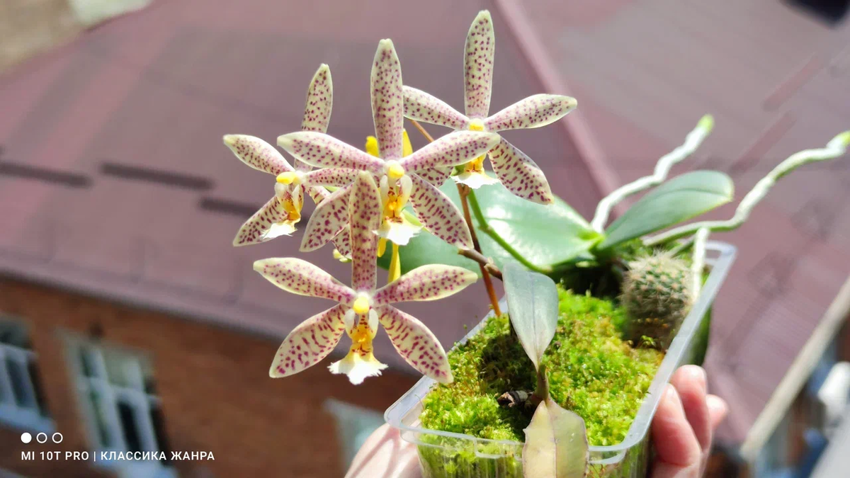 Цветение детки Phal. Jaiho's Pink Girl X mannii black летом 2025 года.