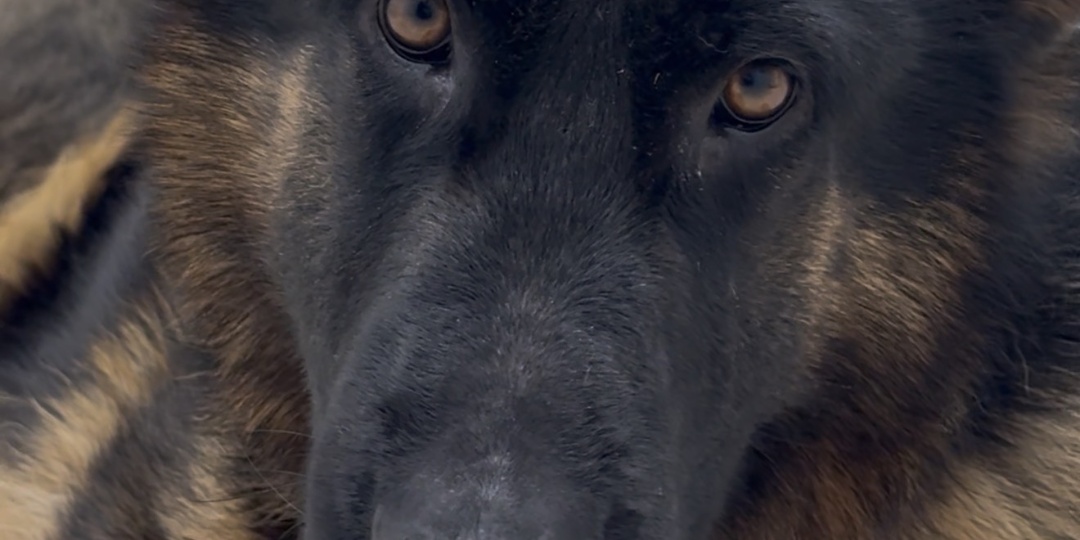 В-25, хозяин не пустил овчарку даже во двор, а спасение Эльзы чуть не закончилось бедой