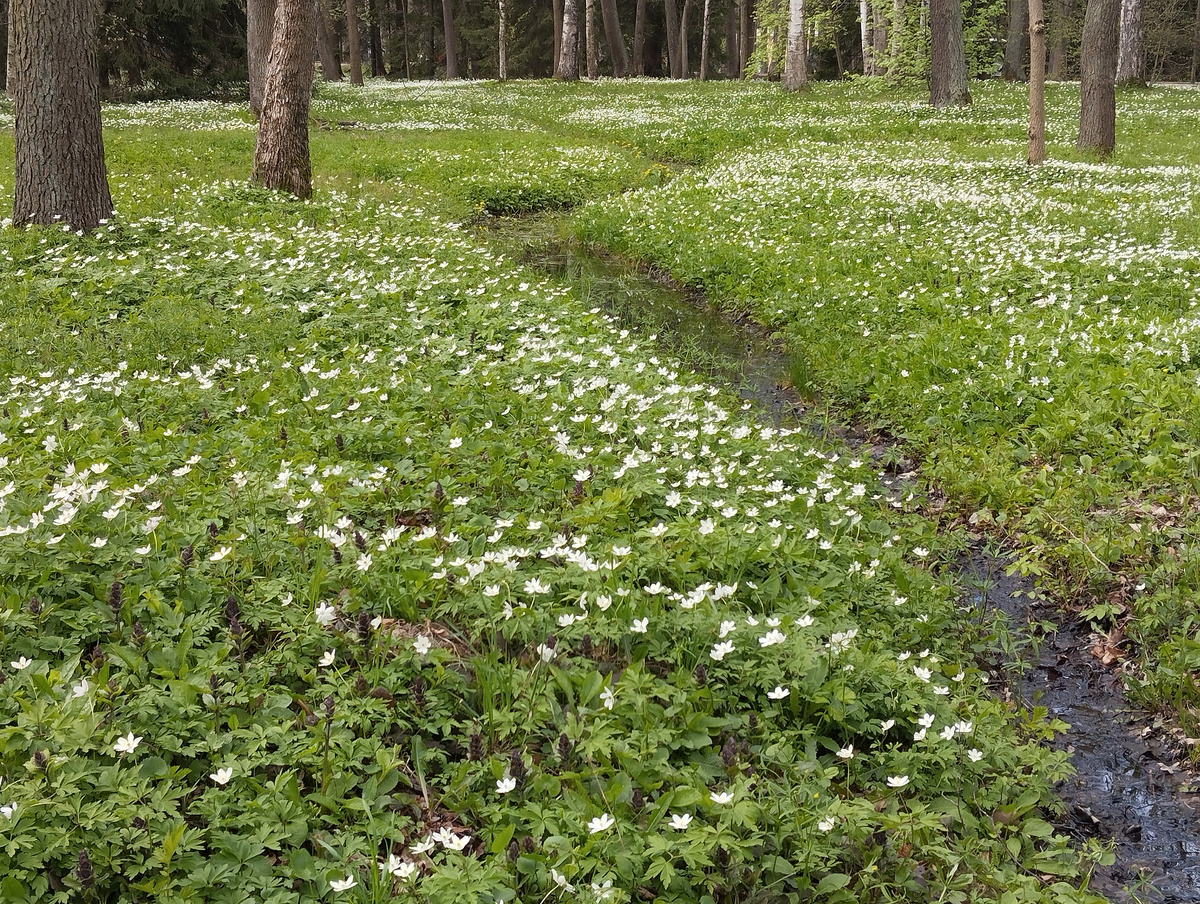 Петергоф, Нижний парк