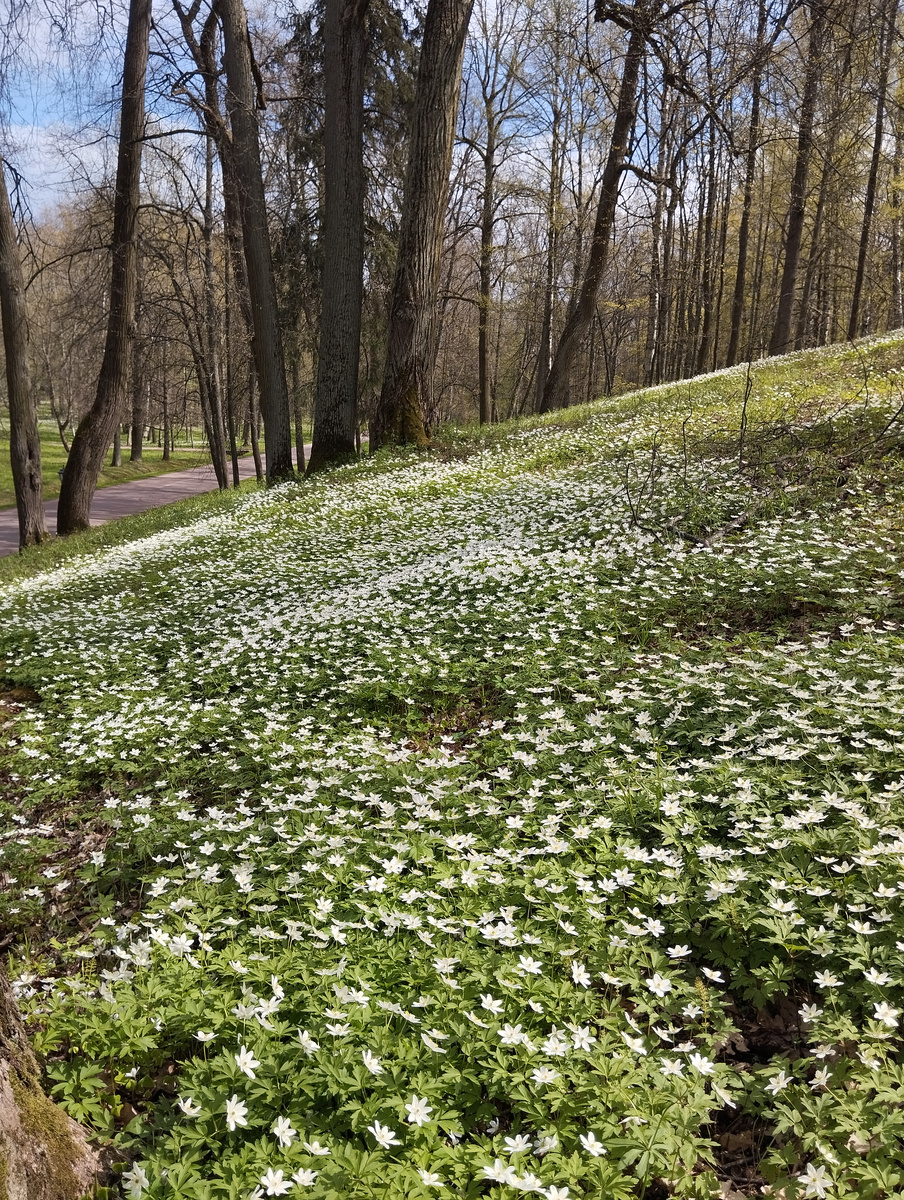 Весенние цветы в Петергофском парке