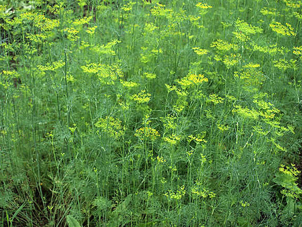 Укроп растение