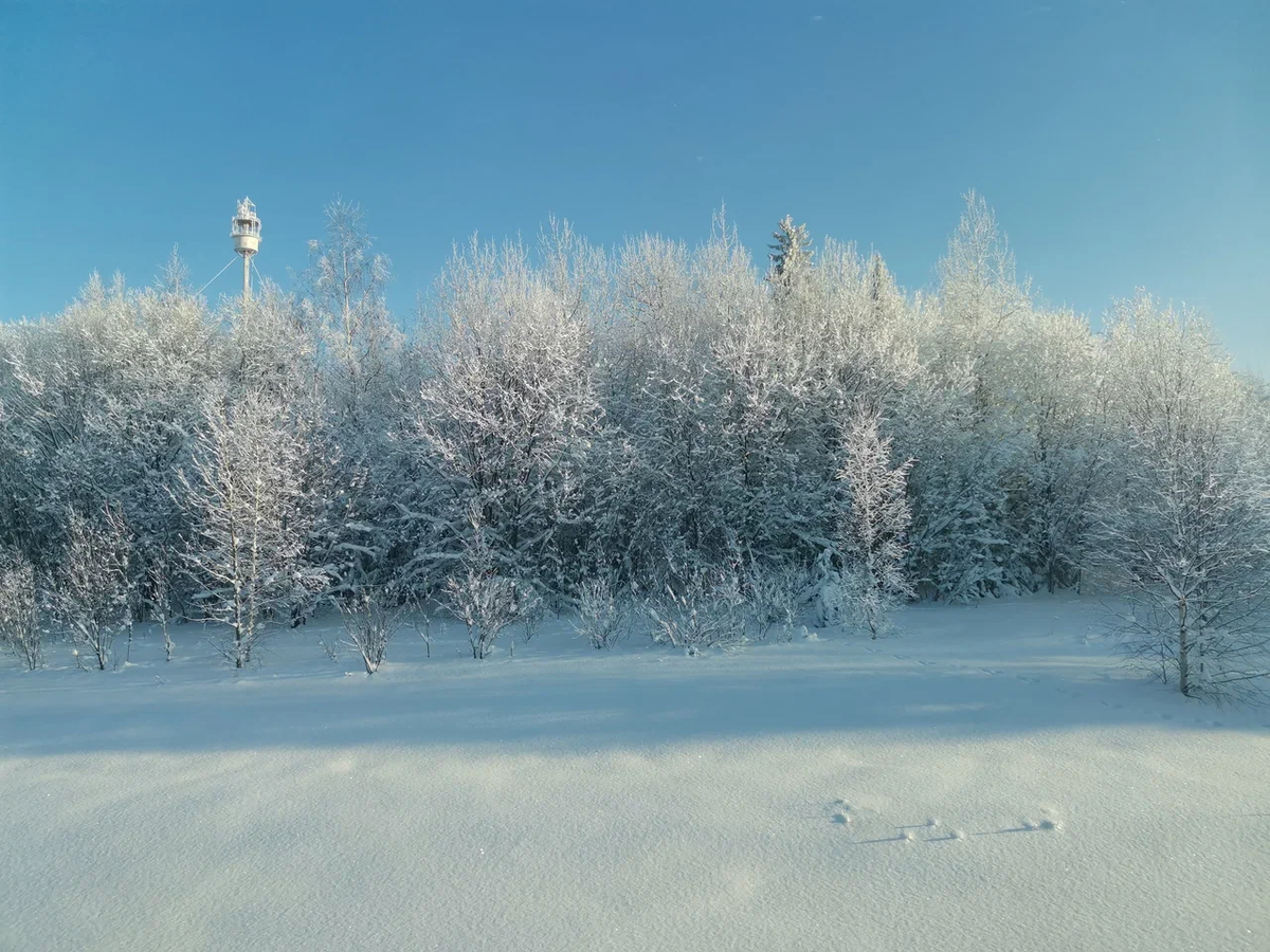 Фото: Вдумчивый сибиряк
