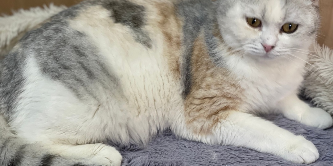 Помогите купить сухой корм и закрыть срочные нужды