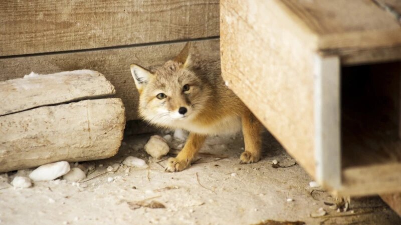     Животные в зоопарке «Лесная сказка» в январе 2026 года. Анна Зайкова