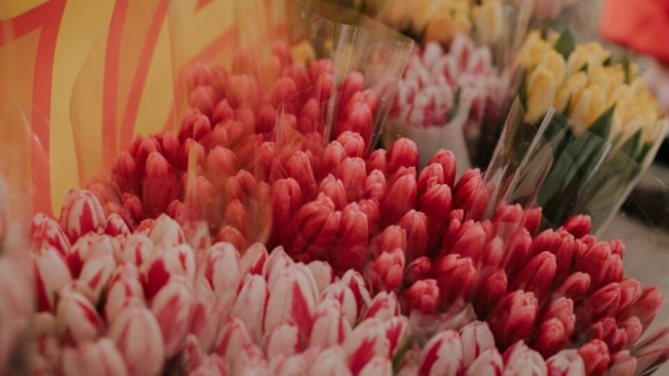    Тюльпаны. Источник: Анна Меньшикова