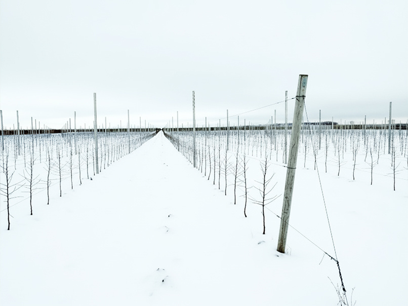 Расстояния между деревьями в промышленном интенсивном саду